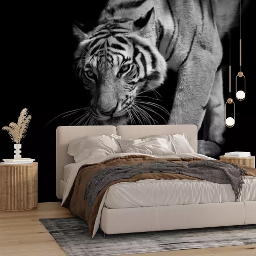 Sticker Tiger in Bewegung tritt aus dem Schatten hervor