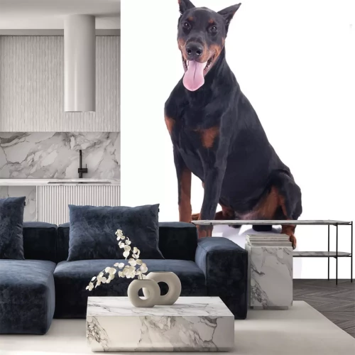 Sticker Hunde würdiger Dobermann mit langer Zunge