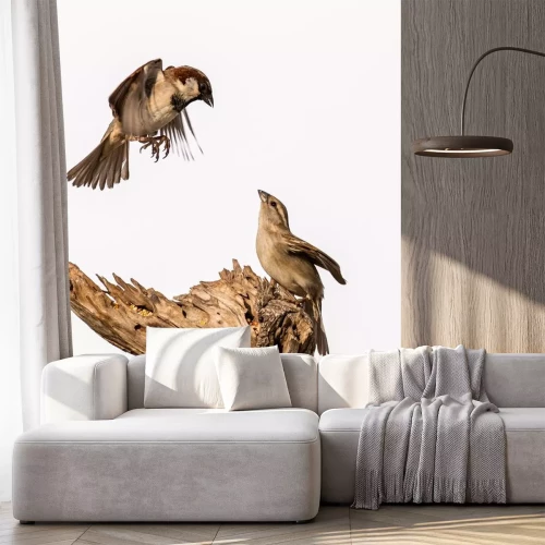 Sticker Zwei Vögel auf weißem Hintergrund