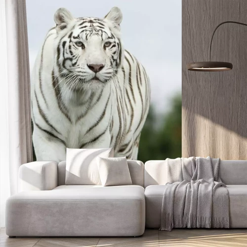 Fototapete Silhouette eines weißen tigers
