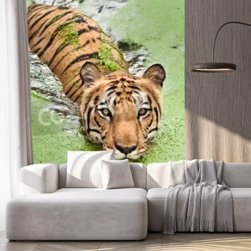 Fototapete Durch sumpfiges wasser schwimmender tiger