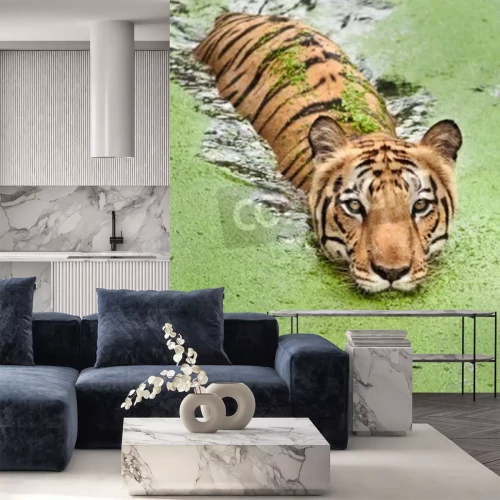 Fototapete Durch sumpfiges wasser schwimmender tiger