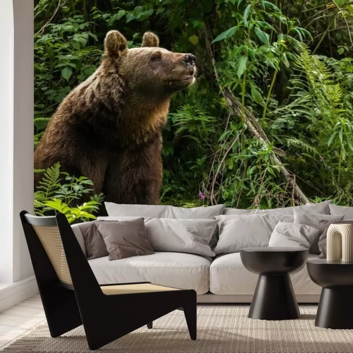 Sticker Europäischer Braunbär "Jurka", Bad Rippolsau-Schapbach, Deutschland