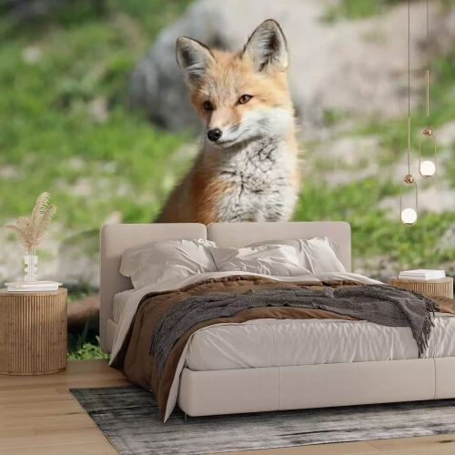 Fototapete Petit renard roux