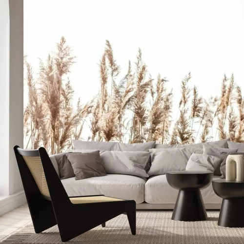 Fototapete Halme trockener Gräser