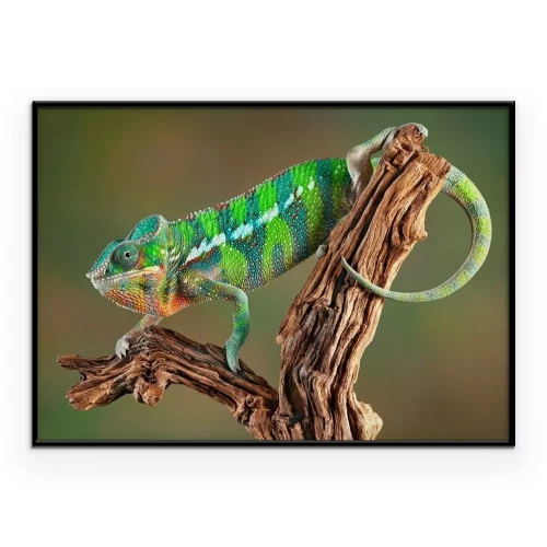 Poster Ein grünes Chamäleon klettert einen Ast hinunter.