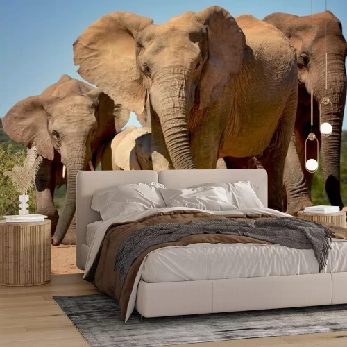 Sticker Elefantenherde auf Safari