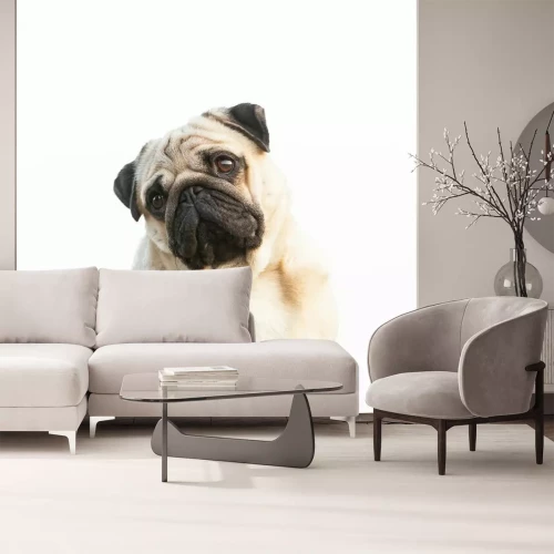 Sticker Hunde Mops mit traurigem Gesicht