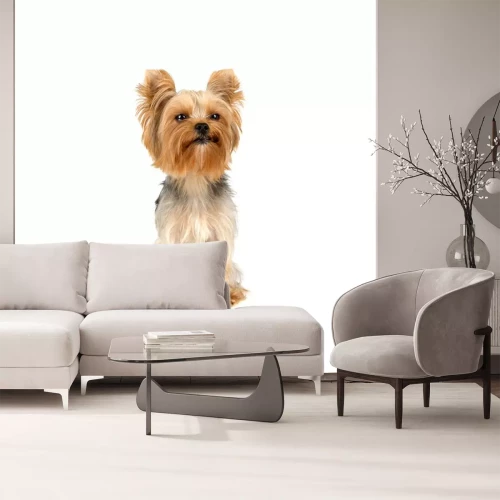 Sticker Hunde Yorkshire mit mehrfarbiger Färbung