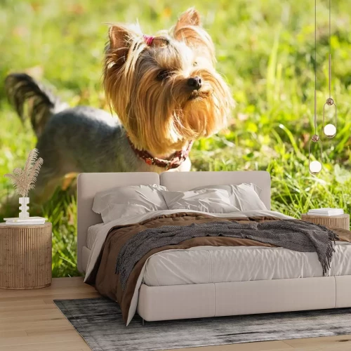 Sticker Hund Familienmitglied Yorkshire mit Pferdeschwanz