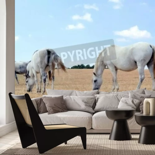 Fototapete Pferde am blauen himmel