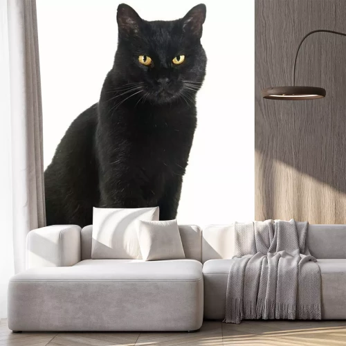 Sticker Katze mit gelben Augen und weißen Schnurrhaaren