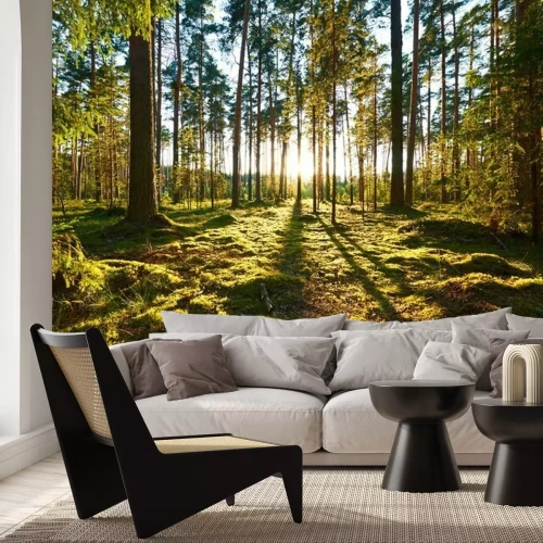 Fototapete Sonnenaufgang im Kieferwald