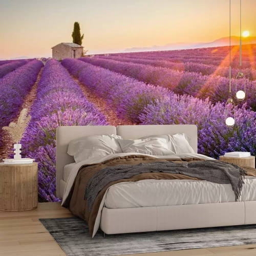 Fototapete Lavendelfeld in der Provence im Sonnenlicht