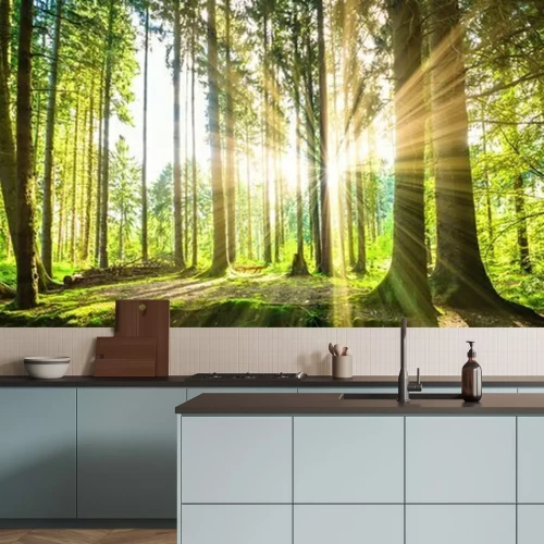 Fototapete Panorama mit einem sonnigen wald