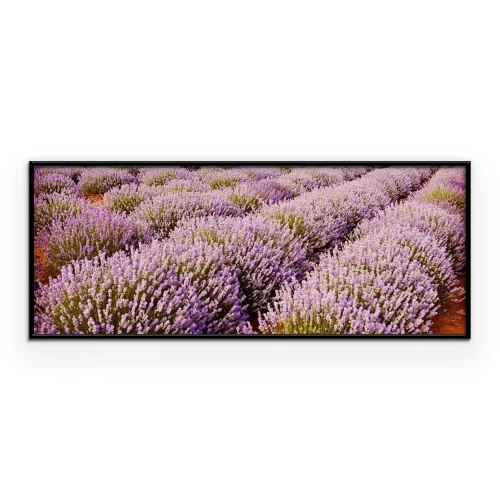 Poster Violette Streifen blühenden Lavendels