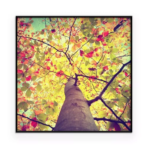 Poster Ein einzelner Baum in Herbstfarben