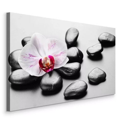 Bild Orchideenblüte und Zen-Steine