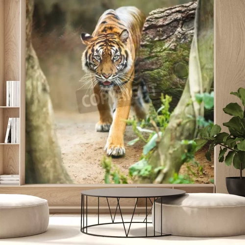 Fototapete Durch den wald laufender tiger