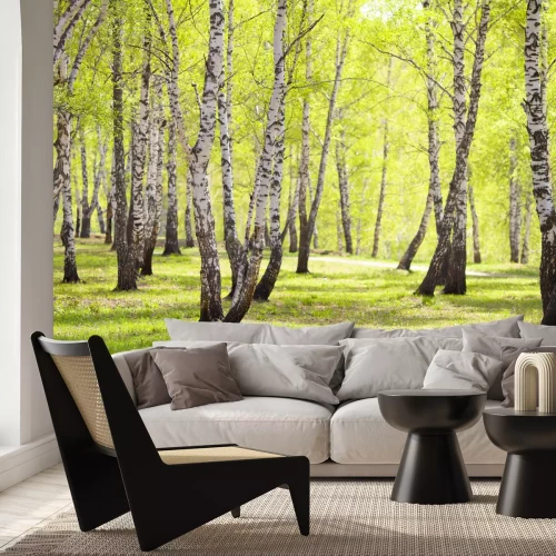 Fototapete Birken im Park