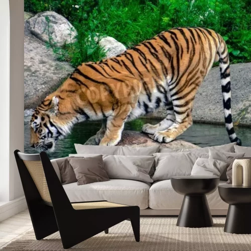 Fototapete Wasser trinkender tiger