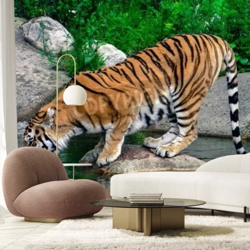 Fototapete Wasser trinkender tiger