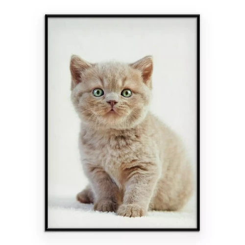 Poster Porträt einer britischen Katze