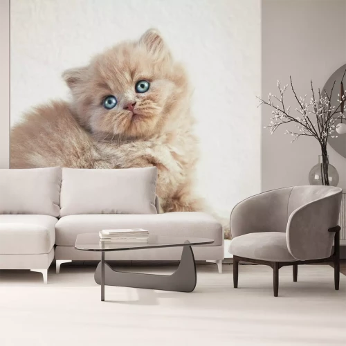 Sticker Katzen Britische Katze mit Biskuitfärbung