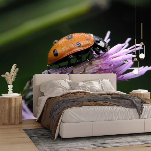 Sticker Marienkäfer mit Regentropfen auf einer violetten Blume