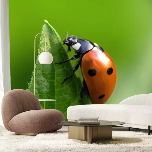 Sticker Marienkäfer auf grünem Hintergrund