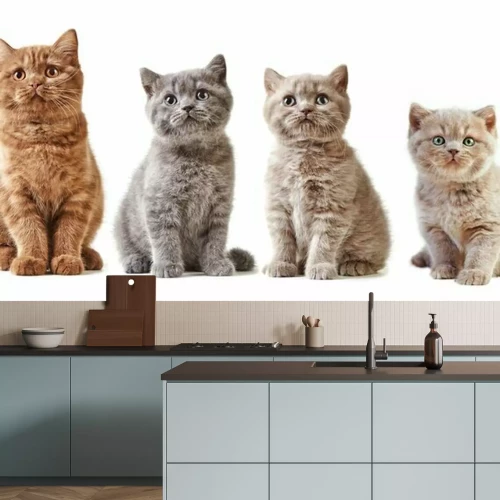 Sticker Verschiedene britische Kätzchen