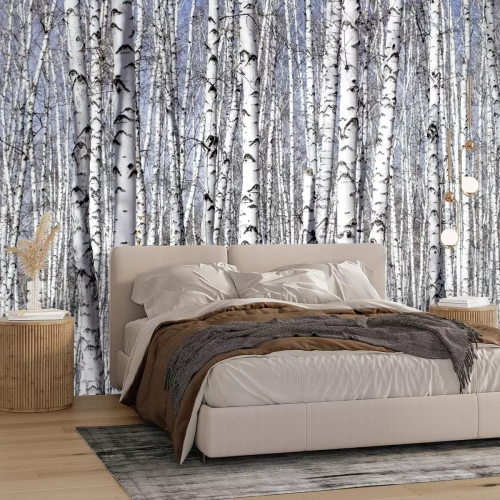 Fototapete Dichter Wald mit Birken