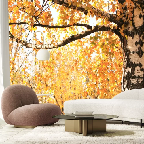 Fototapete Herbstliche Blätter der Birke