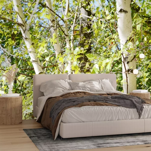 Fototapete Birke Wald und Grün