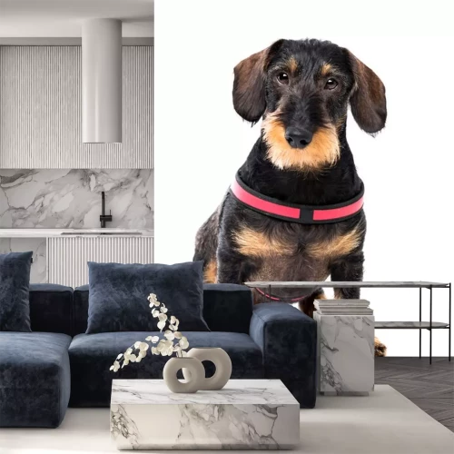 Sticker Hunde Dackel in rotem und schwarzem Laufgeschirr