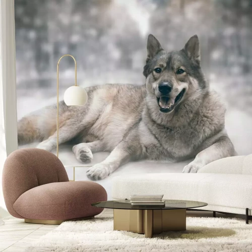 Fototapete Ein Wolf liegt vor einem verschwommenen Wald