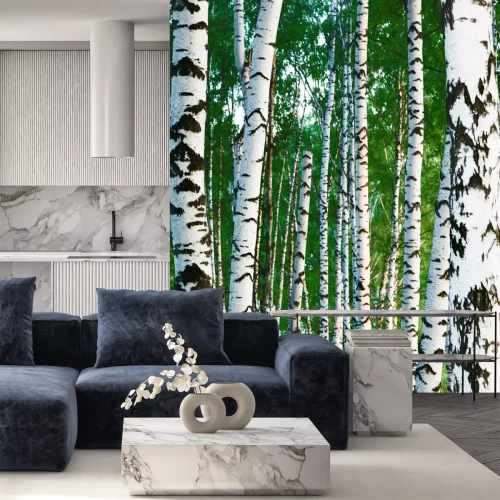 Fototapete Schlanke Birken