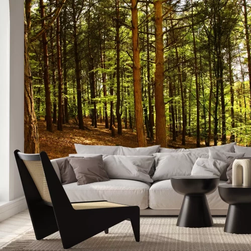 Fototapete Birken und Buchen