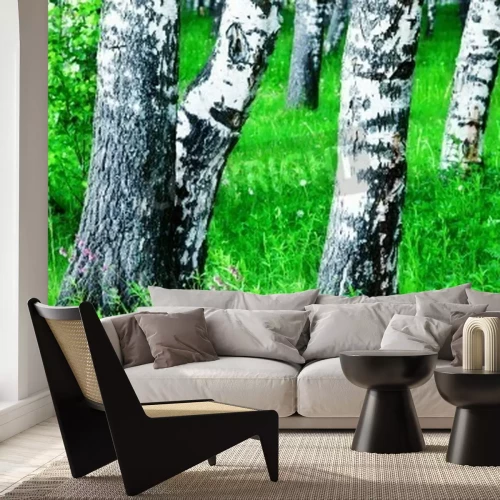 Fototapete Stämme von Birken