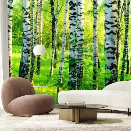 Fototapete Birken im Morgenlicht