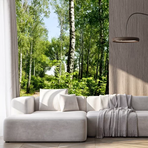 Fototapete Pfad durch Birkenwald