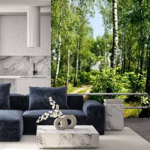 Fototapete Pfad durch Birkenwald