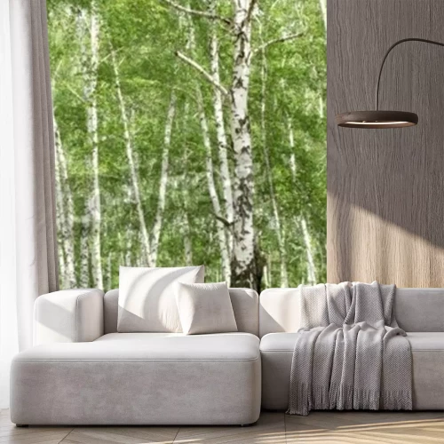 Fototapete Alte und junge Birken