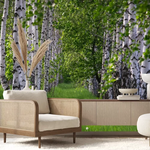 Fototapete Gras zwischen Birken