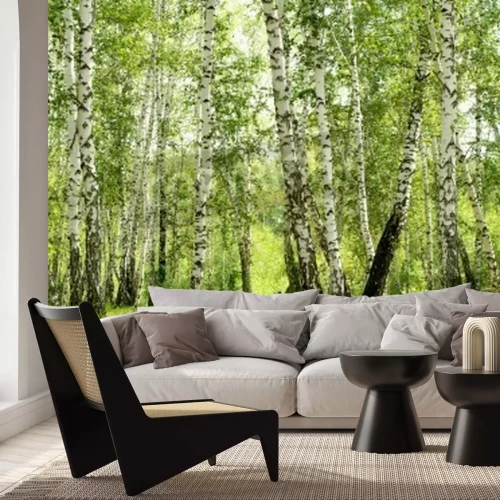 Fototapete 3D Birken im Wald