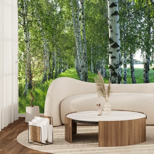 Fototapete Birkenwald schwarz-weiße in der Sonne