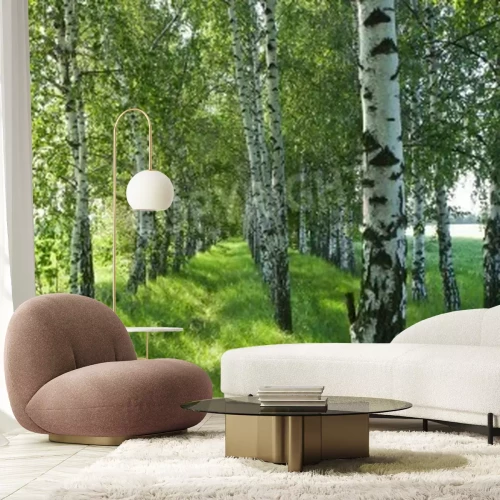 Fototapete Birkenwald schwarz-weiße in der Sonne