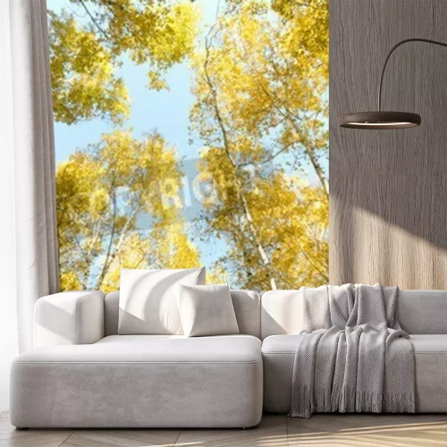 Fototapete Birken vor dem Hintergrund des Himmels