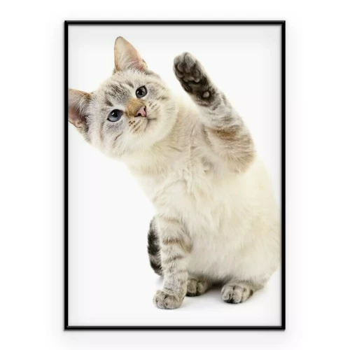 Poster Eine Katze mit erhobener Pfote vor weißem Hintergrund