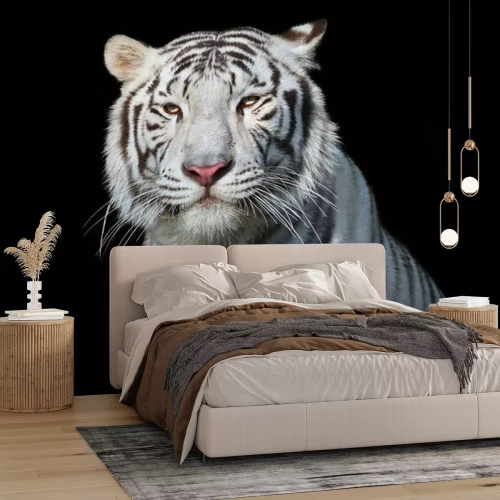 Sticker Weißer Bengal-Tiger auf schwarzem Hintergrund. Das gefährlichste Biest zeigt seine ruhige Größe. Wilde Schönheit einer schweren großen Katze.